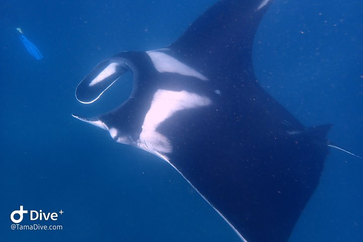 Manta ray